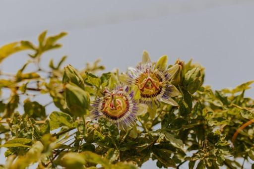 Вилла The Passion Fruit House Сан-Висенти Экстерьер фото